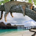 All-Inclusive Vacation Safaris to Africa