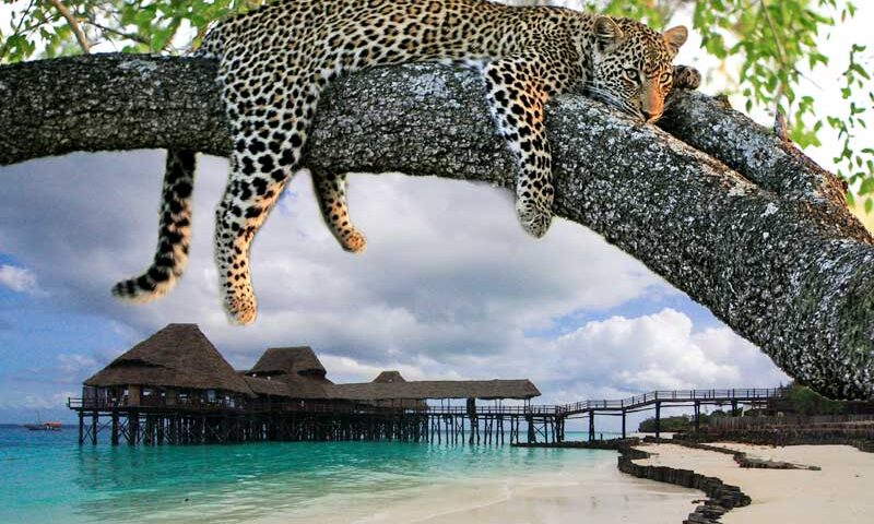 All-Inclusive Vacation Safaris to Africa