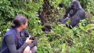 All you need to know about mountain gorillas