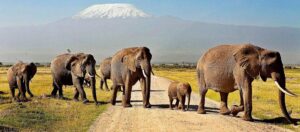 Amboseli National park