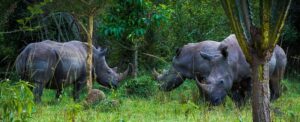 An affordable day trip to Zziwa rhino sanctuary