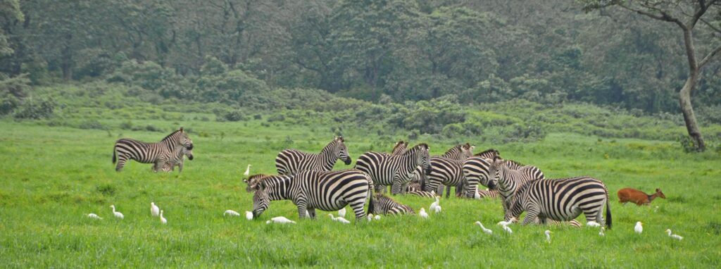 Arusha National Park: Tanzania's Premier Wildlife Destination