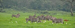 Arusha National park