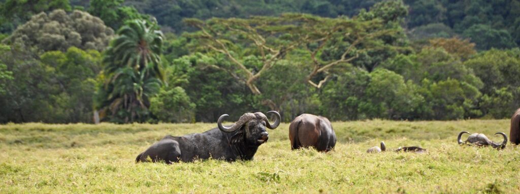 Bespoke luxury safaris in Rwanda and Uganda