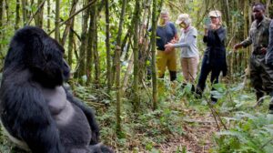 Best Africa Safari for Couples – Rwanda Gorilla Trek