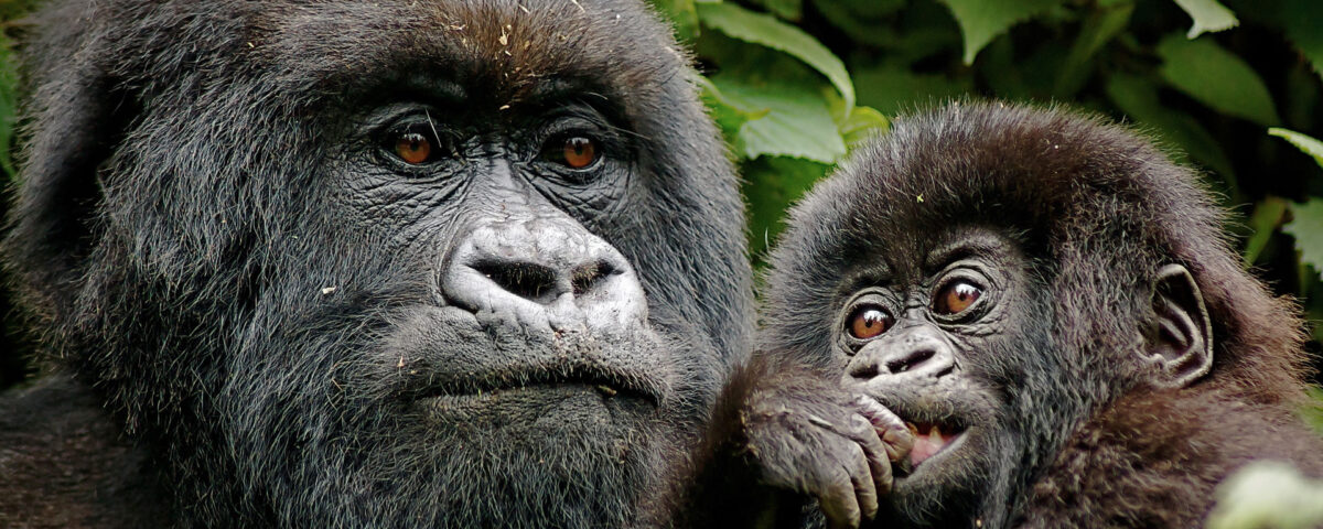 Best Africa Safari for Couples – Rwanda Gorilla Trek