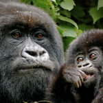 Best Africa Safari for Couples – Rwanda Gorilla Trek
