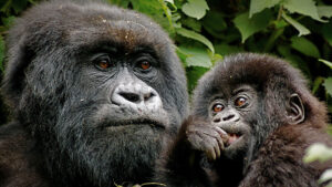 Best Africa Safari for Couples – Rwanda Gorilla Trek