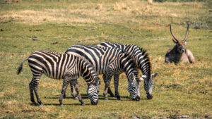 Best Time to Visit Ngorongoro Crater? Month-by-Month Guide