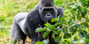 Best activities to do on a Rwandan safari