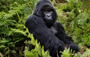Best &affordable short Rwanda &Uganda gorilla trek in 2025