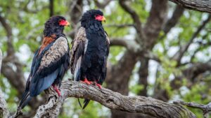 Best of Kenya and Uganda budget safaris