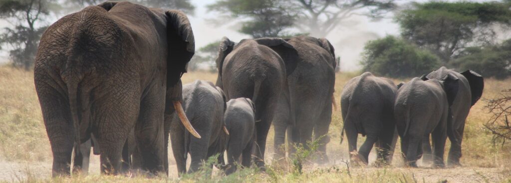 Best of Tanzania – 7 Day Small Group Lodge Safari