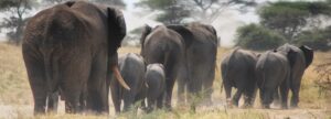 Best of Tanzania – 7 Day Small Group Lodge Safari