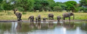 Best time to Visit Masai mara and gorillas