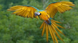 Bigodi wetland Sanctuary: All you need to know