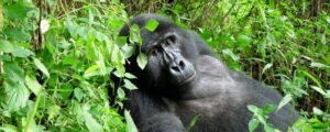 Buhoma sector in Bwindi Impenetrable National Park