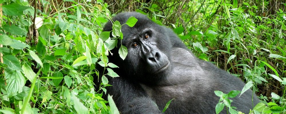 Buhoma sector in Bwindi Impenetrable National Park