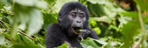 Bwindi Forest National Park