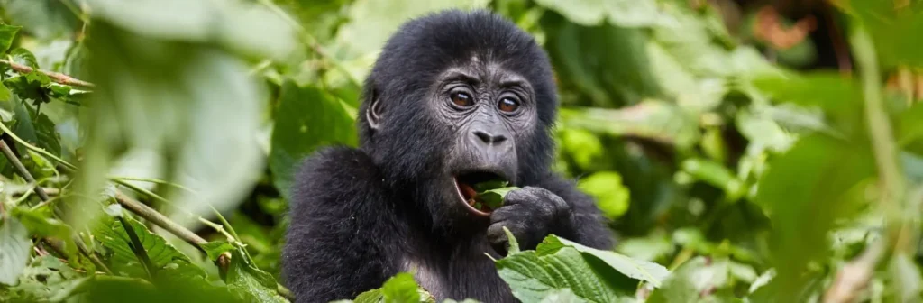 Can I see gorillas in Tanzania: The ultimate guide