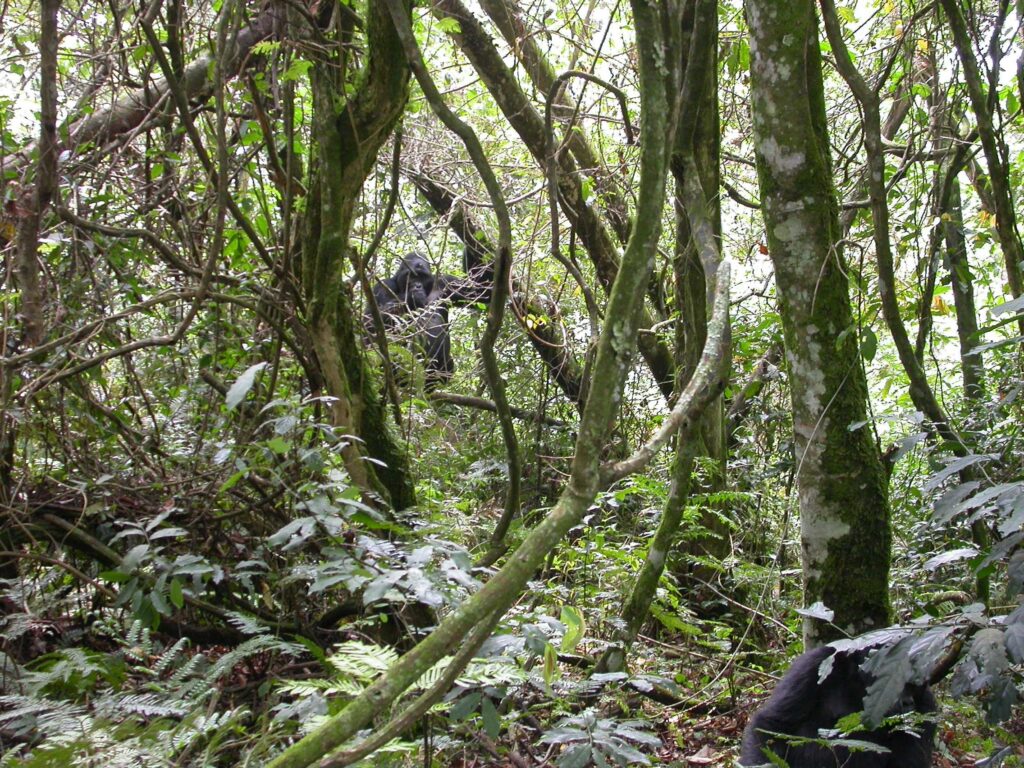 Cheap activity in Bwindi national park