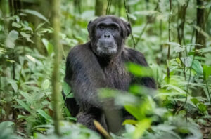 Chimpanzee Safaris
