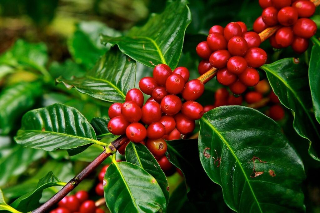 Coffee tour in Rwanda