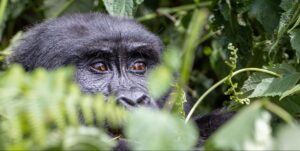 Combining Gorilla Trekking with A Tanzania Safari