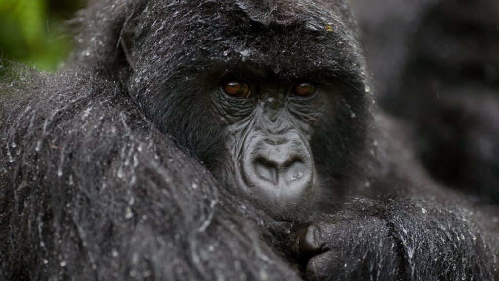Comparing wet to dry gorilla trekking in Rwanda &Uganda