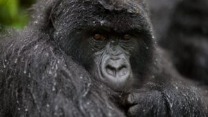 Comparing wet to dry gorilla trekking in Rwanda &Uganda