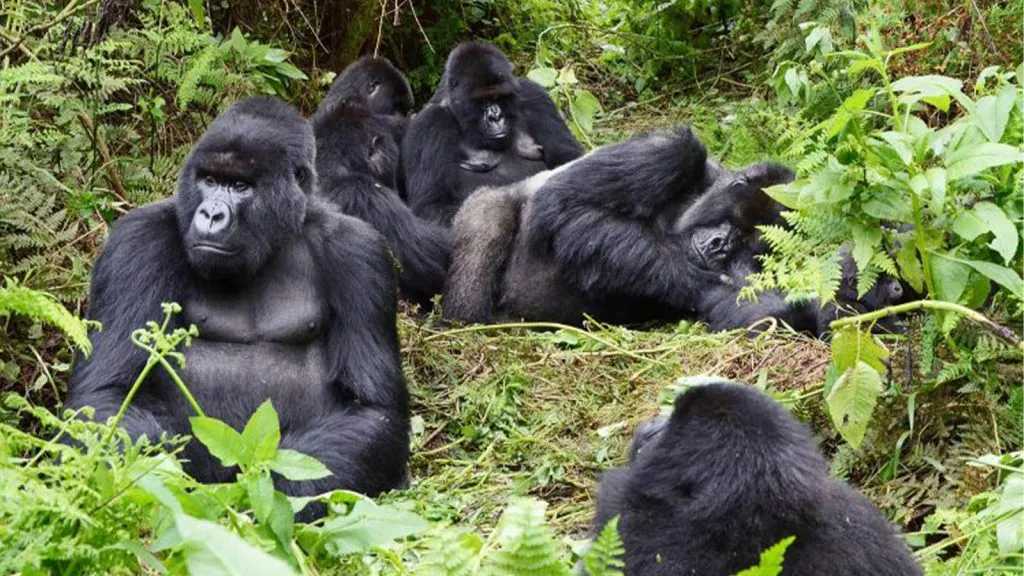 Comparison Between Gorilla Trekking and Gorilla Habituation