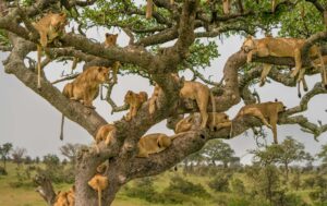 Days required for Serengeti