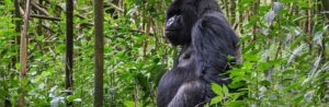  Difference in a gorilla permit price in Uganda and Rwanda