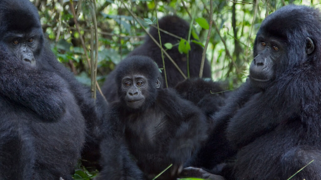 East Africa Budget Safaris