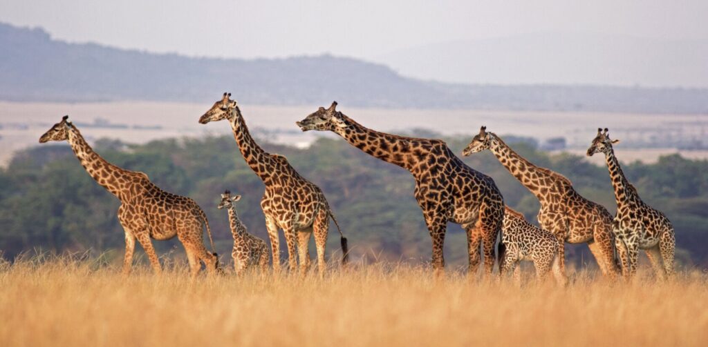 Exceptional Tanzania safari