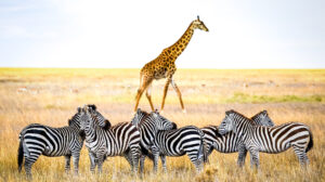 Exclusive Africa Luxury Safari