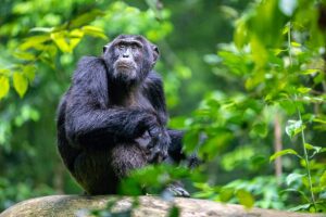 Exclusive Private Rwanda chimpanzee trekking Safaris