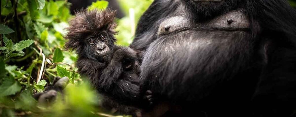 Exclusive Rwanda Private Luxury Safaris