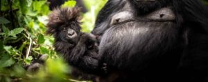 Exclusive Rwanda Private Luxury Safaris