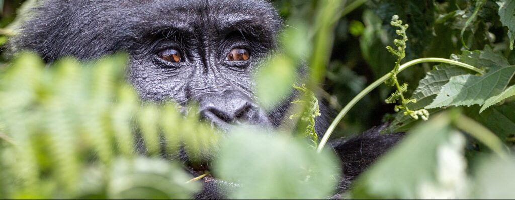 Exclusive Rwanda gorilla trekking