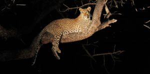 Exploring Tanzania Nocturnal Safari Adventures