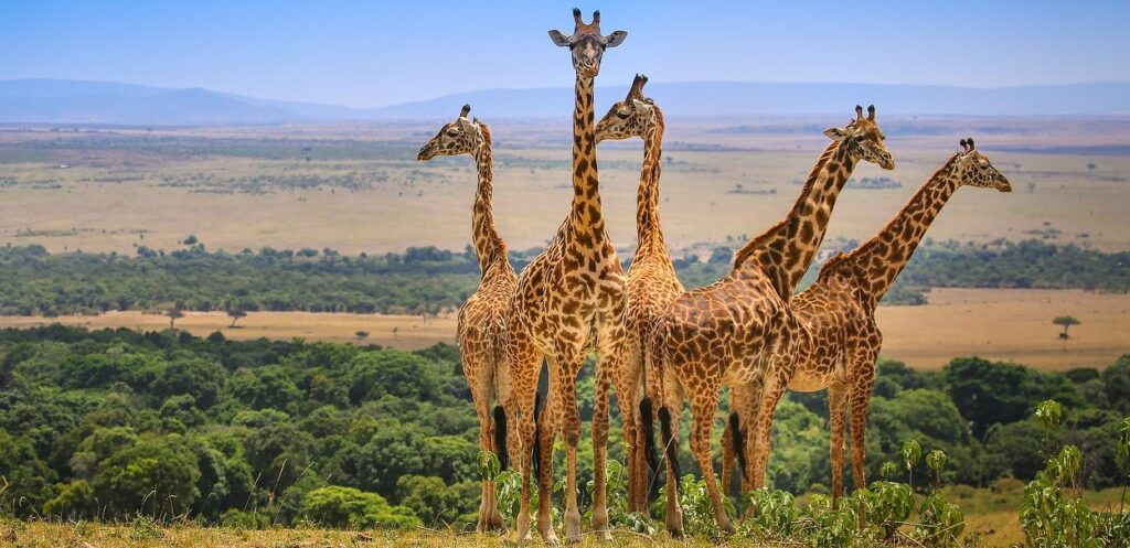 Exploring the best time to visit Masai Mara National reserve