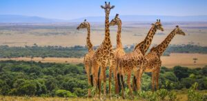Exploring the best time to visit Masai Mara National reserve