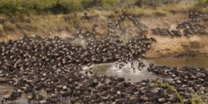 Extra ordinary 5-day Serengeti migration &Rwanda gorillas