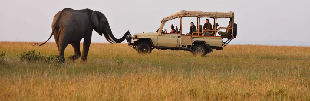 Game drives