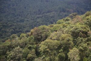 Gishwati-Mukura Nationa Park