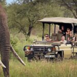 How Much Does It Cost to Go on an African Safari?