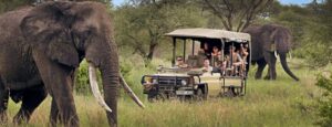 How Much Does It Cost to Go on an African Safari?