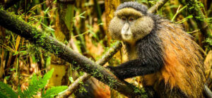 Golden monkey trekking