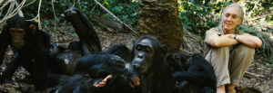 Gombe National Park - A modest but unique park (Tanzania)
